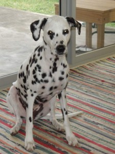 Baylee Dalmation dog transport to Abu Dhabi