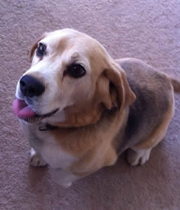 Beagle transport from NZ to Cairns, Australia