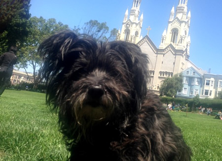 Cairn Terrier transport from NZ to San Francisco USA