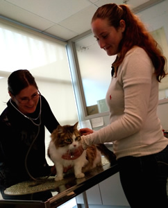 Cats transport from NZ to Hong Kong