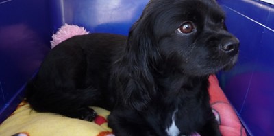 Cavalier King Charles Spaniel transport from Auckland to Darwin