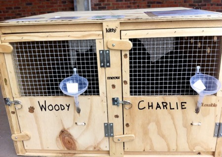 Woody & Charlie - Domestic Cats transport from NZ to San Francisco, USA