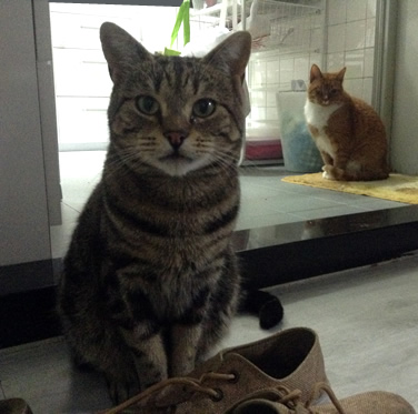 Taka β Domestic Short Hair Cat transport from NZ to Hong Kong