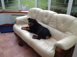 Gaige rotweiller dog travel from NZ to UK