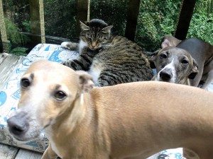 Italian Greyhounds and Manx Cat transport from NZ to Australia
