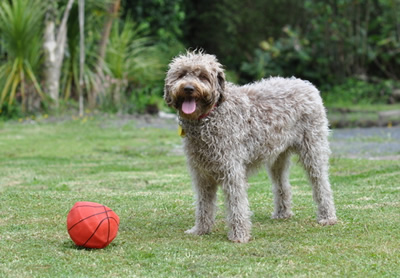 Labradoodle transport from NZ to London Heathrow UK