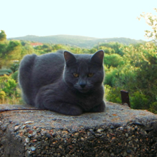 Lluna Cat transport from NZ to Spain