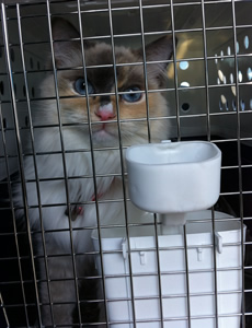 Ragdoll transport from NZ to Sydney Australia