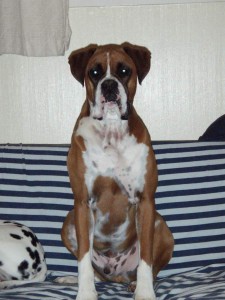 Sampson Boxer dog transport to United Arab Emirates