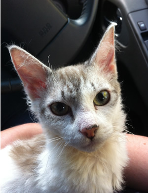 Skookum Kitten transport from NZ to Hawaii USA