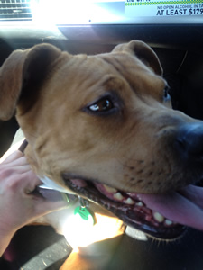 Staffordshire Terrier transport from NZ to Melbourne Australia