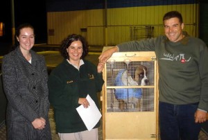 Tabu dog export from NZ to Perth Australia