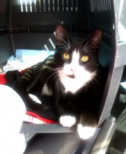 Ziggy cat transportation from NZ to USA Ziggy cat transportation from NZ to USA