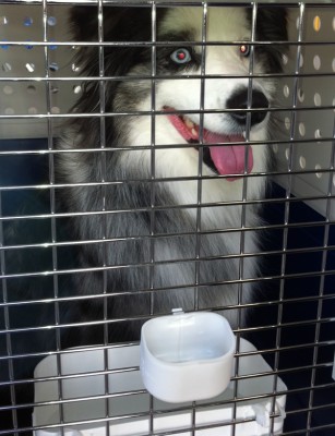 Australian Shepherd transport from NZ to Los Angeles, USA