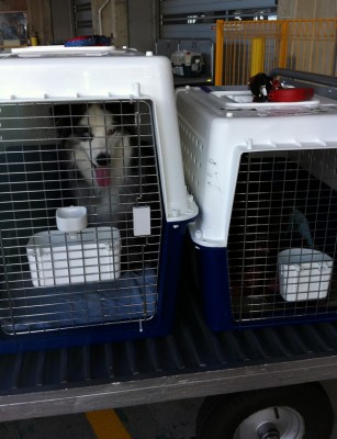 Australian Shepherd transport from NZ to Los Angeles, USA