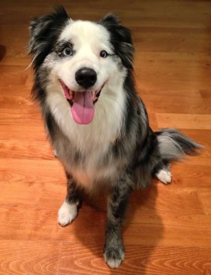 Australian Shepherd transport from NZ to Los Angeles, USA