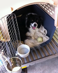 border collie dog transport from NZ to vancouver canada