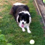 Border Collie transported from Auckland to Vancouver border collie pet transport from NZ to vancouver canada