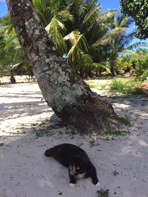 Lucille enjoys climbing the Coconut Trees