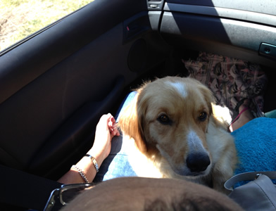 Collie Retriever transport from NZ to Melbourne, Australia