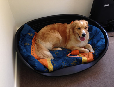 Collie Retriever transport from NZ to Melbourne, Australia