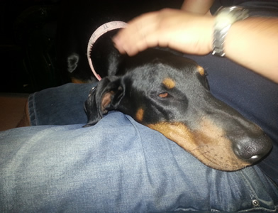 Doberman transport from Auckland, NZ to to Frankfurt, Germany