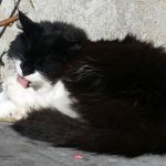 Cat transported from Auckland to Argentina domestic long hair pet transport from nz to argentina