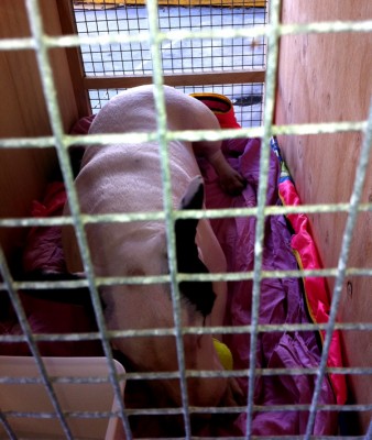 English Bull Terrier transport from NZ to Perth - Australia English Bull Terrier transport from NZ to Perth - Australia