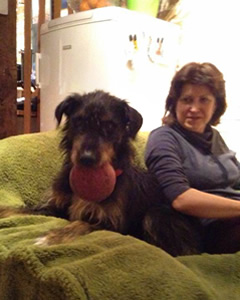 huntaway beardie dog transport from NZ to UK