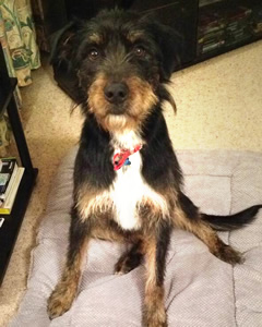 bearded collie huntaway cross