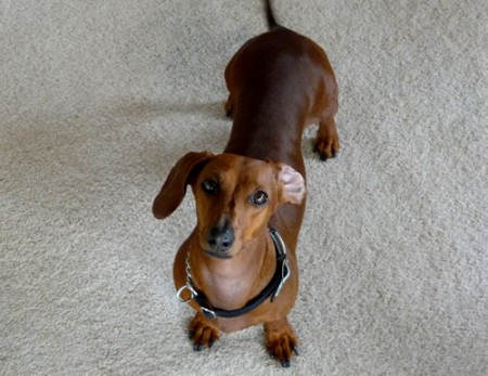 Transporting dog from New Zealand to Amercia Miniature Dachshund transport from NZ to New York - USA