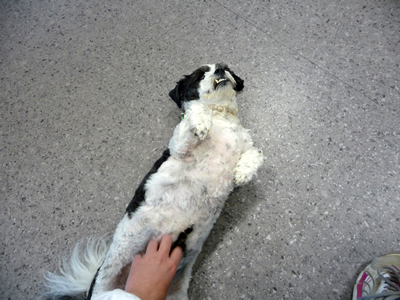 shih tzu bichon frise dog transport from NZ to UK