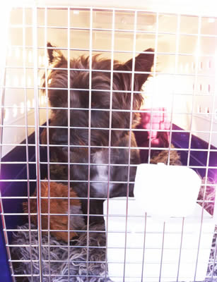 Terrier Cross transport from NZ to Sydney, Australia