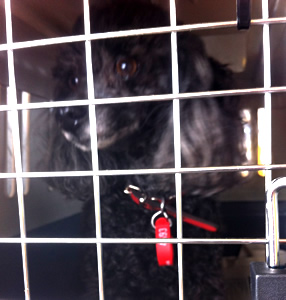 Topsy Toy Poodle transport from NZ to Perth, Australia