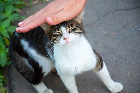 transport cat to australia