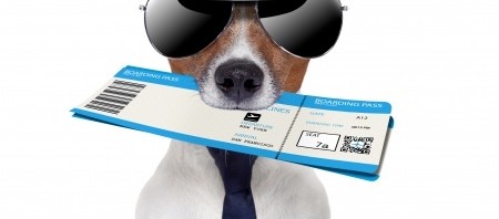 air nz pet transport