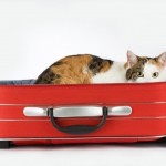 cat travel overseas