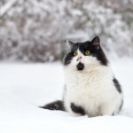 pet transport cat to canada