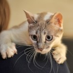 pet transport cat to thailand