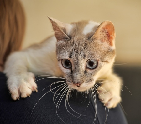 pet transport cat to thailand