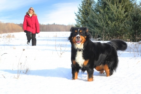 pet transport dog to canada