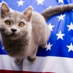 transport cat to usa