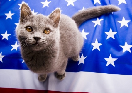 transport cat to usa
