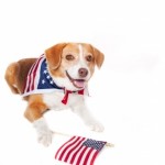 transport dog to usa