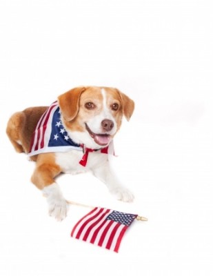 transport dog to usa