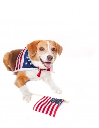 transport dog to usa