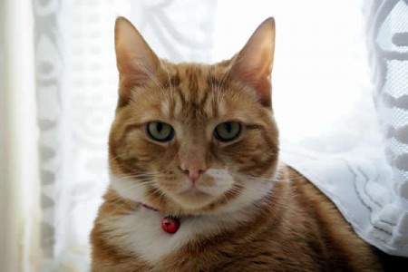 stop your cat from catching birds stop your cat from catching birds