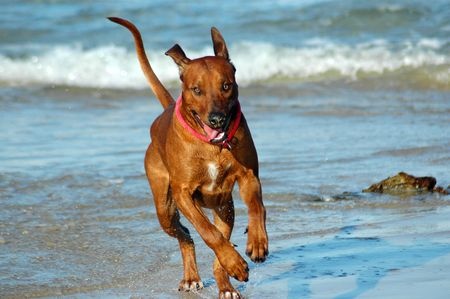 Making your dog feel at home in a new country Feel at home in a new country