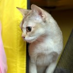 transport a cat to Singapore