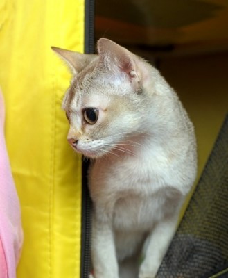 transport a cat to Singapore